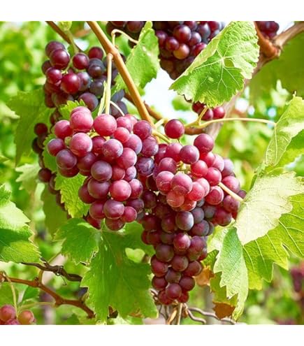 Amazon.com : Grape Seeds for Planting 100+ Pcs : Patio, Lawn